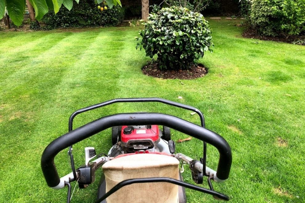 Best petrol shop mower for stripes