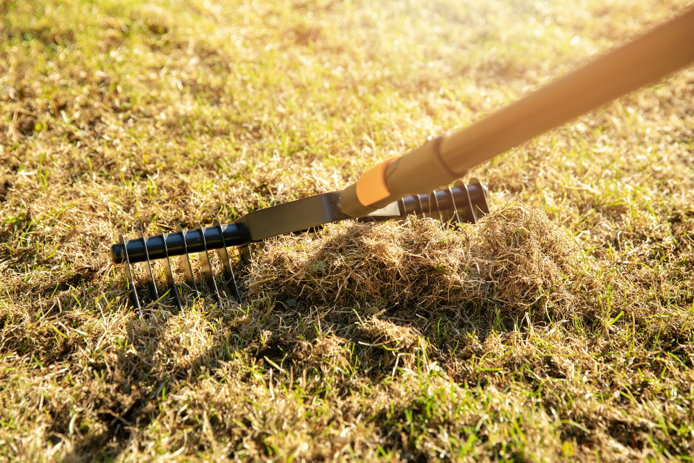 close up of rake removing moss etc from lawn